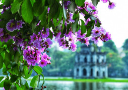 Hoa bằng lăng phủ sắc tím lãng mạn trên phố phường Hà Nội