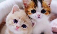 Toxoplasma - loại ký sinh trùng tấn công 30% dân số thế giới