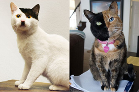 Những chú mèo sở hữu bộ lông có 1-0-2 chứng minh tạo hóa cũng thích đùa