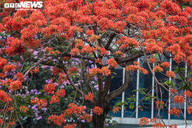 Ảnh: Hoa phượng nhuộm đỏ phố phường Hà Nội