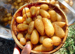 Loại củ giải nhiệt có cái tên lạ đời, được người Sài Gòn săn tìm vào mùa nóng