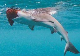 Cá mập trắng trợn cướp cá của ngư dân