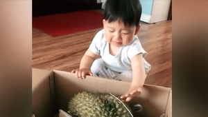 Bé trai mếu máo khi đập tay vào quả sầu riêng