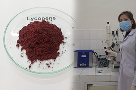 Nhà khoa học Việt chiết tách chất chống oxy hoá từ quả gấc