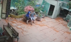 Vợ chồng sống ảo ngồi vỡ cả chậu cây