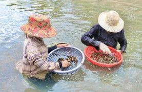 Ảnh: Dầm mình dưới nước mưu sinh bằng nghề mò ốc, cào hến