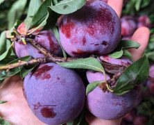 Chỉ trồng một nơi duy nhất mận ‘cherry Việt Nam' siêu đắt khách