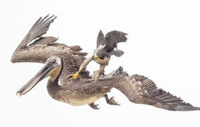 Chim cắt đạp mạnh lưng bồ nông để 'dằn mặt'