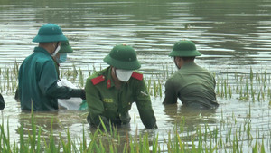 Video: Công an ngâm mình gặt lúa bị ngập úng giúp dân