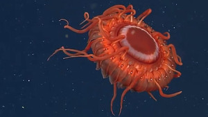 Video: Loài sứa dưới biển sâu, hình dạng giống vương miện