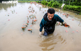 Mưa lớn khiến 8 người thương vong, gần 20.000 ha lúa và hoa màu bị ngập