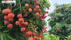 Hàng trăm thương lái Trung Quốc được giải quyết thủ tục tới Bắc Giang mua vải 