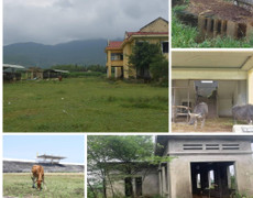 Ảnh: Những dự án cả thập kỷ bỏ hoang thành nơi chăn trâu, bò ở Huế và Quảng Trị