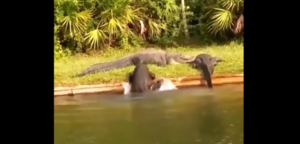 Cá sấu béo ú khổ sở khi cố trèo lên bờ 