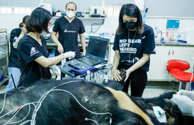 Tăng Thanh Hà và dàn sao quốc tế cùng trải nghiệm chăm sóc gấu 