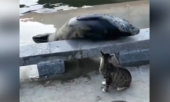 Mèo 'hổ báo' đánh hải cẩu ngã lăn quay