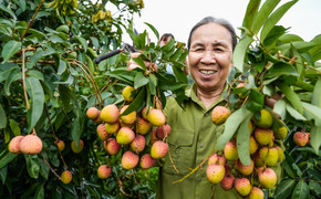 Ảnh: Niềm vui được mùa tại thủ phủ vải sớm Tân Yên, Bắc Giang