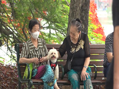 Video: Bất chấp lệnh cấm, người dân vẫn mang chó, mèo vào phố đi bộ Hồ Gươm