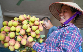Video: Về Tân Yên, Bắc Giang xem nông dân thu hoạch vải sớm