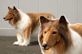 Thanh niên mạnh tay chi hơn 300 triệu để hóa thân và sống như một... chú chó