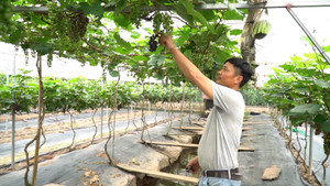 Video: Vườn nho 10.000 m2 trĩu quả ở Hà Nội 