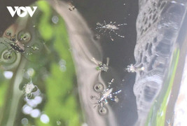 Ca mắc sốt xuất huyết tại Đồng Tháp tăng hơn 150% so với năm 2021