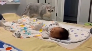 Chú mèo 'có tâm' nhất quả đất bị em bé làm cho hốt hoảng
