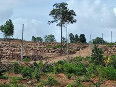 Lại nóng chuyện phá rừng ở Phú Quốc, thủ đoạn ngày càng tinh vi hơn