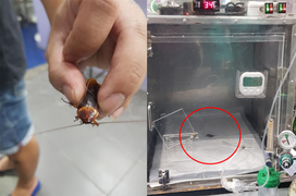 Thật như đùa: Gián bị thương được đưa đi cấp cứu, phản ứng của bác sĩ còn lạ hơn