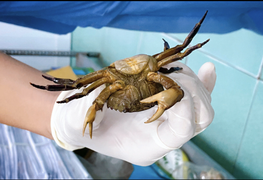 Mưa ngập, bác sĩ TP.HCM bắt cua trong khoa cấp cứu