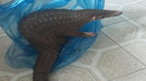 Người dân phát hiện và bàn giao tê tê Java quý hiếm