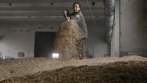 Thổ Nhĩ Kỳ giúp Nga - Ukraine xuất khẩu 20 triệu tấn ngũ cốc