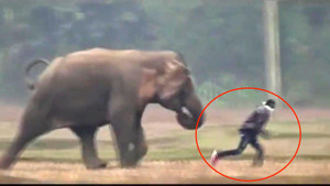 Video: Voi rừng rượt đuổi, người đàn ông chạy thục mạng
