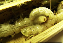 Ấu trùng tò vò ăn thịt anh chị em cùng mẹ