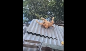 Chó nhảy dựng khi đang dang chân ngủ bỗng bị 'vật lạ' rơi trúng đầu 