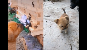 Chó sưng vù mặt vì bị ong đốt