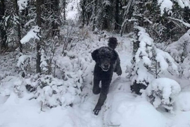 10 người thì 8 người nhìn nhầm khi xem bức ảnh này