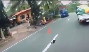 Chó ngủ giữa đường khiến thanh niên suýt gặp hoạ