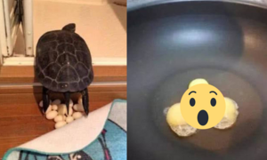 Lấy trứng rùa cưng thử chiên mãi vẫn không chín, chủ bất ngờ vì lý do đằng sau