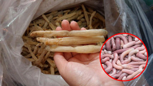 Món quà của biển ‘đắt như vàng’ ở Hải Phòng, ai muốn thử phải bỏ tiền triệu