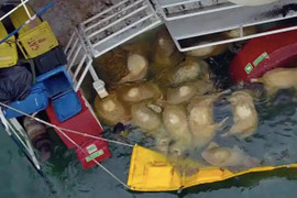 Tàu chìm trên biển Đỏ, khoảng 16.000 con cừu chết đuối