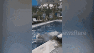 Video: 'Đột nhập' khách sạn, hai con bò ngâm mình trong bể bơi