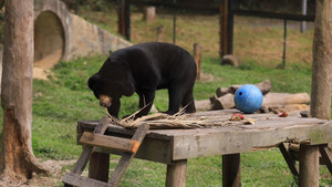  Video: 4 chú gấu cuối cùng tại Rạp xiếc TW được cứu hộ giờ ra sao?