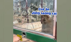 Chú khỉ nổi quạu khi bị khách đùa nhây