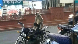 Video: Khỉ hoang tấn công, người đi xe đạp suýt mất mạng