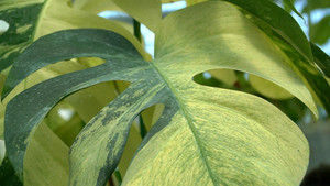 Video: Lá kiểng đột biến được trồng thế nào? 