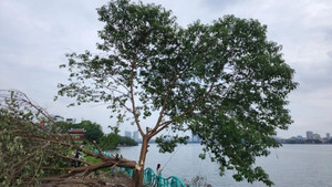 Hà Nội: 'Cây cô đơn' nổi tiếng ở Hồ Tây đổ rạp, nghi bị chặt phá
