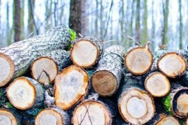 Người Latvia xếp hàng xin giấy phép thu gom củi giữa 'bão giá' năng lượng