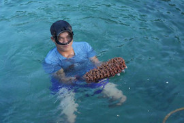 Chuyện bây giờ mới kể: Ra khơi bắt 'thần dược'