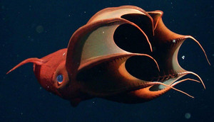 Video: Mực 'ma cà rồng' sống dưới đáy biển sâu